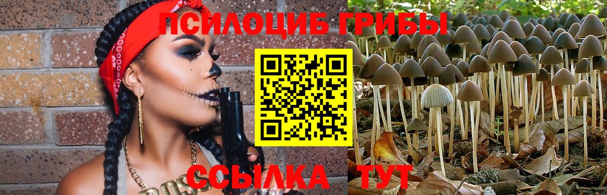 Кириши  Галлюциногенные грибы Cubensis  Вход с VPN 